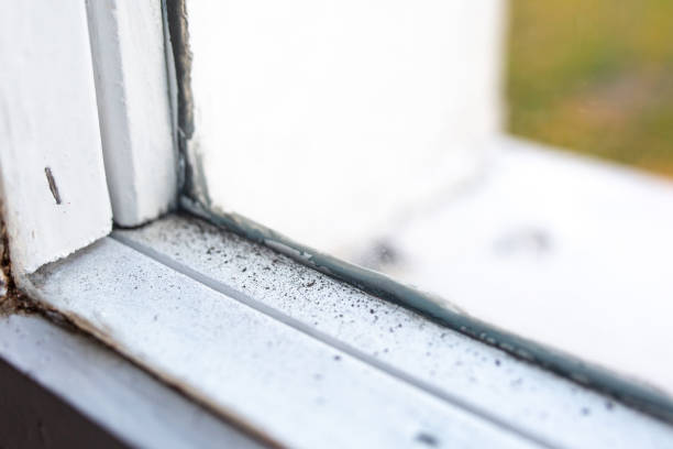 Best Real Estate Mold Inspection  in Wortham, TX